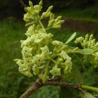 Alstonia scholaris (L.) R.Br.